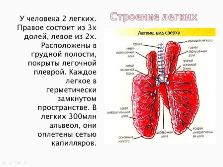 Легкие 30. Легкие сверху покрыты легочной .... Строение и вид бронхолегочной системы человека. Вывод по строению легочной системы.